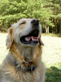Hundeschule Renate Dohrmann, Bonn: Ami