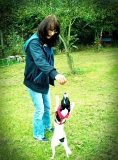 Hundeschule Renate Dohrmann, Bonn: Hundeausbildung