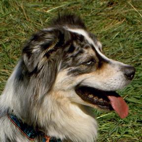 Hundeschule Renate Dohrmann, Bonn: Sam