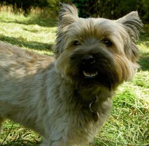Hundeschule Renate Dohrmann, Bonn: Bella