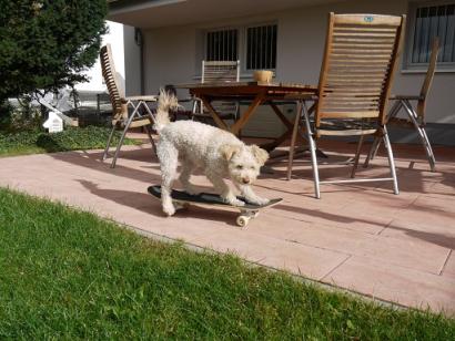 Hundeschule Renate Dohrmann, Bonn: Hund beim Clickern