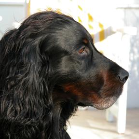 Hundeschule Renate Dohrmann, Bonn: Mino