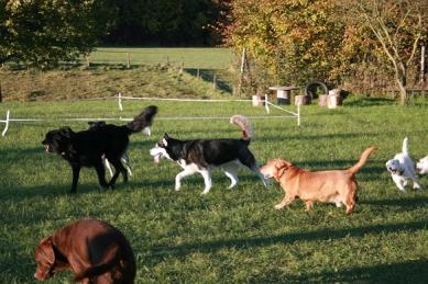 Hundeschule Renate Dohrmann, Bonn: Spielende Hunde