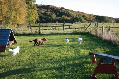 Hundeschule Renate Dohrmann, Bonn: Spielende Hunde