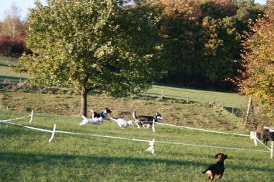 Hundeschule Renate Dohrmann, Bonn: Spielende Hunde