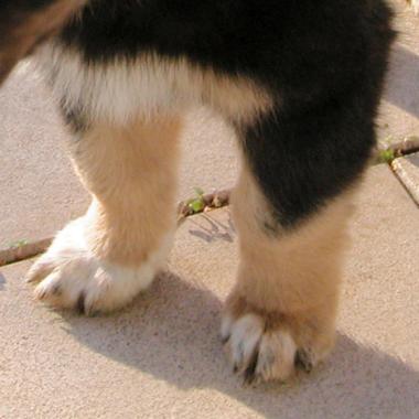 Hundeschule Renate Dohrmann, Bonn: Vorderbeine eines Welpen