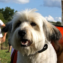 Hundeschule Renate Dohrmann, Bonn: Ronja