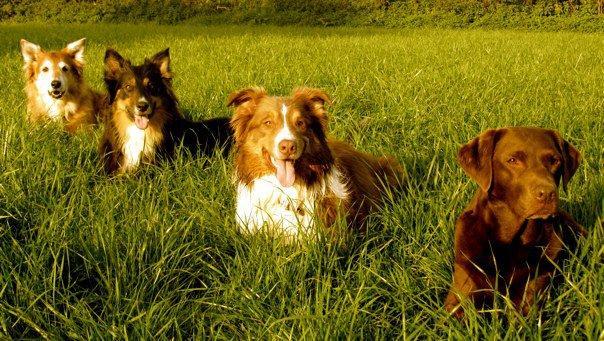 Gruppenarbeit - Copyright: Hundeschule Renate Dohrmann, Bonn Hundeschule Renate Dohrmann, Bonn: Gruppenarbeit
