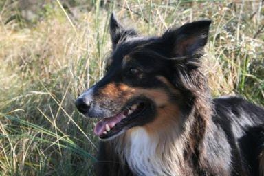 Hundeschule Renate Dohrmann, Bonn: Mascha - Copyright: Hundeschule Renate Dohrmann, Bonn