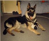Hundeschule Renate Dohrmann, Bonn: Rex