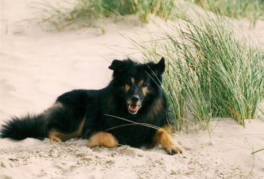 Hundeschule Renate Dohrmann, Bonn: Sam