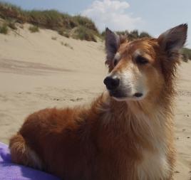 Hundeschule Renate Dohrmann, Bonn: Sina